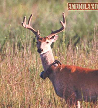 Collared Deer Collared Deer