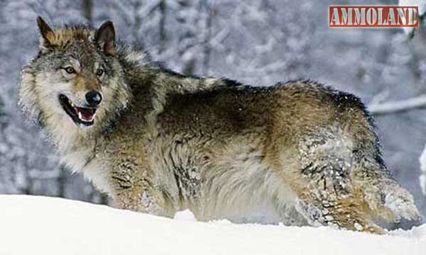 Michigan Wolves