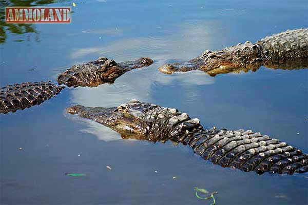 Two Men Cited for Illegal Alligator Hunting Violations in Louisiana