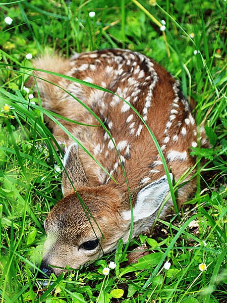 Spotted Fawn