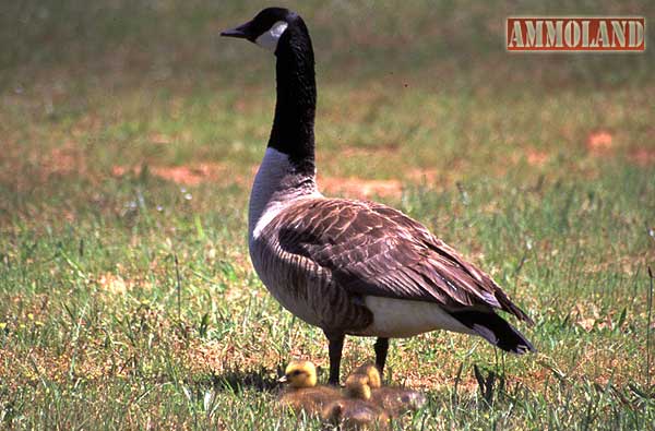 Canada Geese