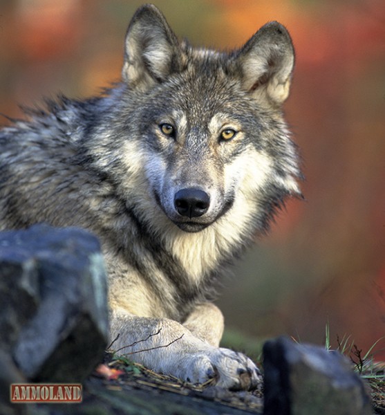 Gray Wolf