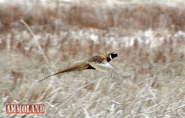 Pheasants forever