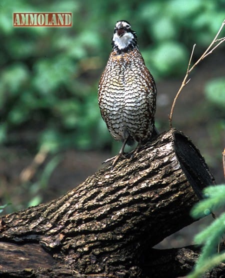 A new chapter to benefit the Bobwhite Quail has been announced