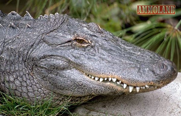 Alligator Head