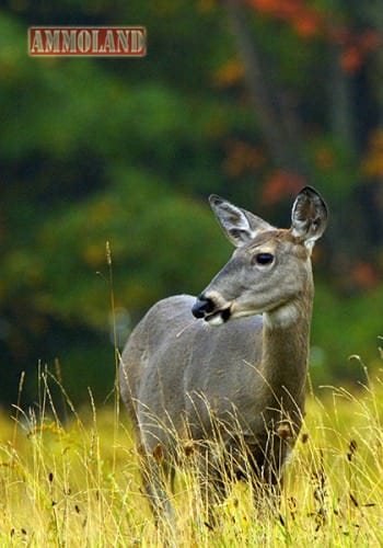 Antlerless White-Tailed Deer