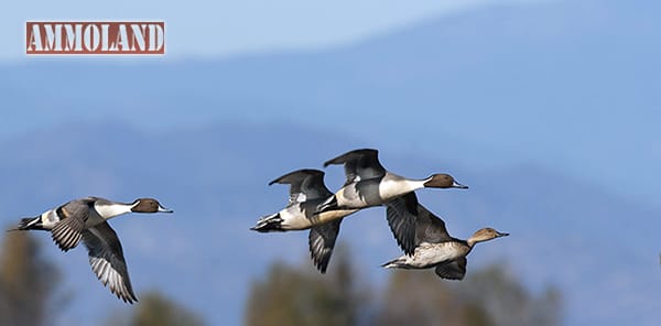 California Waterfowl