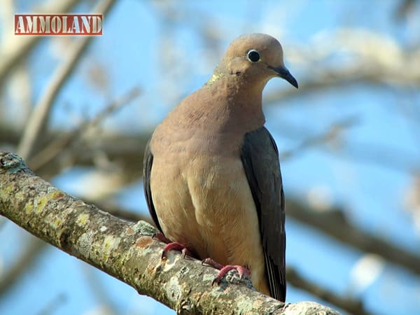 Dove Hunting Events