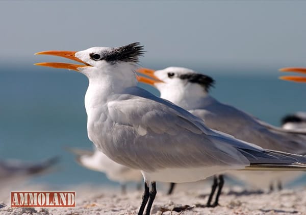 Endangered Bird Species, Tern