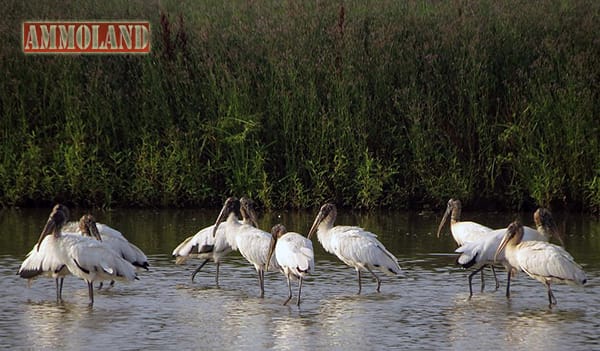 LDWF Wood Stork Image