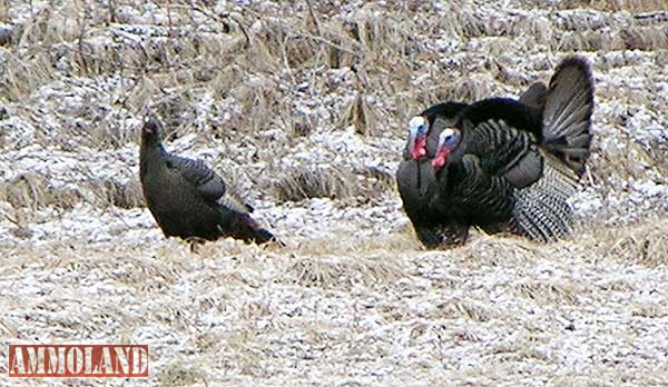 Wild Turkeys