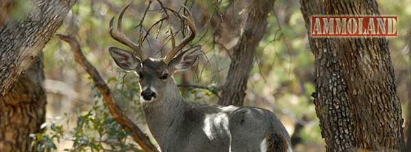 Arizona Deer