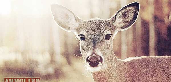 Whitetail Deer