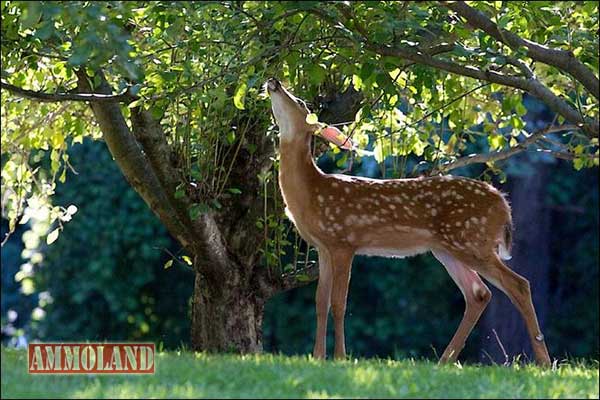 Deer Hunting Season Opens Early in Nebraska