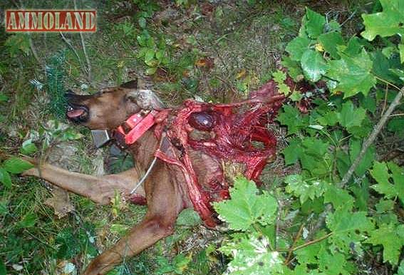http://www.ammoland.com/wp-content/uploads/2014/09/Dogs-Killed-by-Wolves.jpg