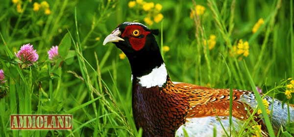 New Pheasants Forever Chapter