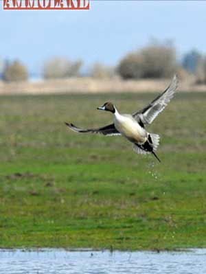 Pintail ducks are highly prized among many Utah hunters. Thousands of pintails will migrate through Utah this fall.