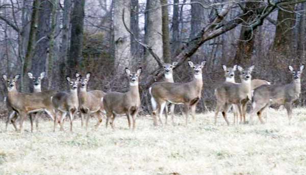 white tailed deer herd