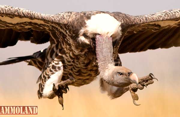 African White-Backed Vultures