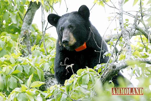 Louisiana Black Bear