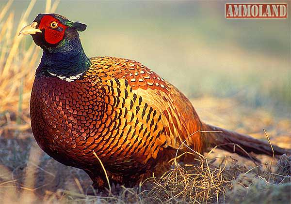 Ring-necked Pheasants