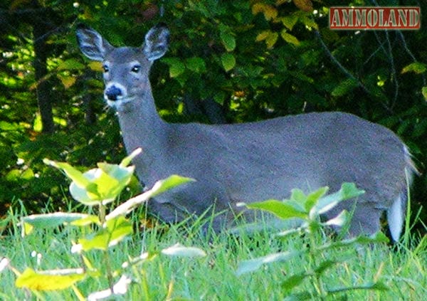 Whitetailed Deer Doe