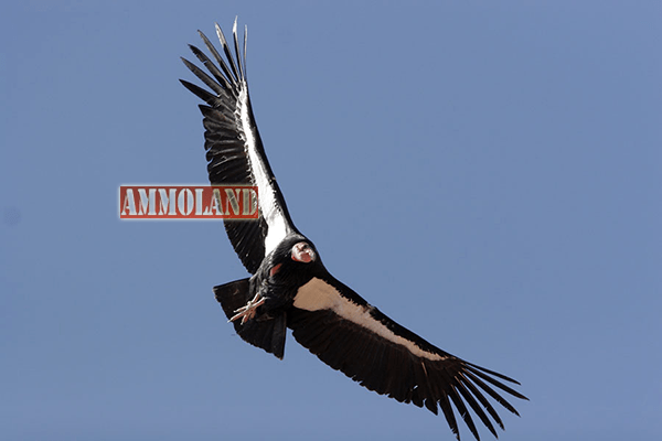 California Condor in Flight