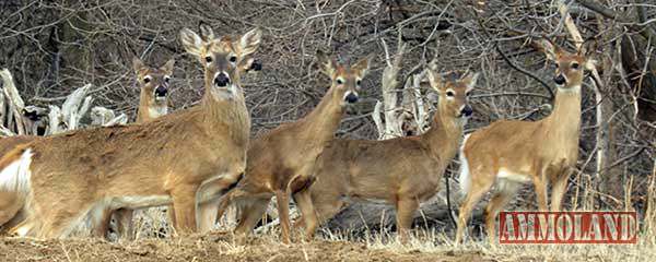 PA Antlerless Deer Licenses Go On Sale Monday