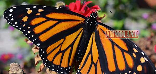 Monarch Butterfly