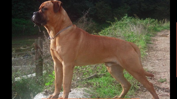 Bullmastiff