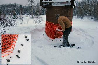 Dead bats with white-nose syndrome (inset) at a mine opening in Keweenaw County. Photo courtesy of Gina Nicholas.