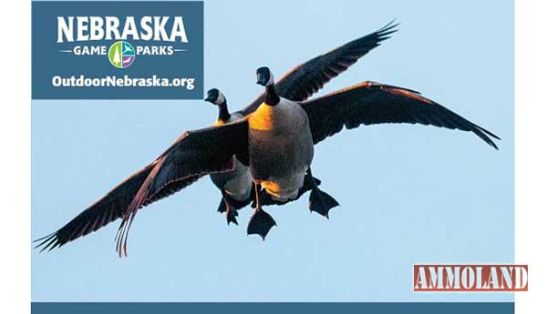 Nebraska Light Goose Conservation Order