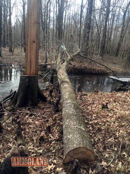 LDWF Agents Investigating Trees Cut Down on Spring Bayou WMA
