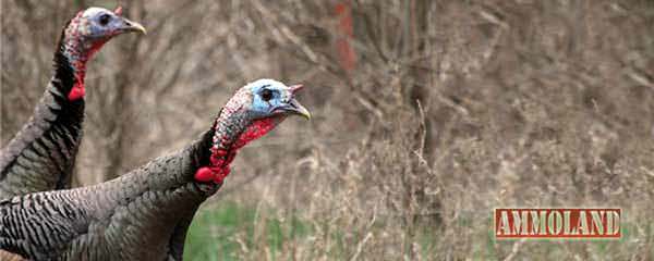 Special Spring Turkey Hunts