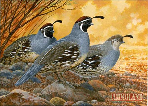 Upland Game Bird Painting by Tim Turenne 