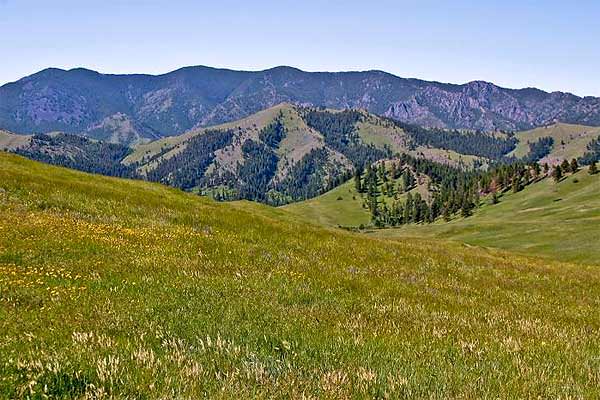 Wild Grasslands and FootHills