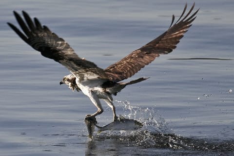 GAME COMMISSION SEEKS INPUT ON OSPREY PLAN