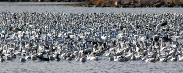 Light Goose Conservation Order Extends Hunting Season in Kansas