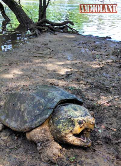 Rachel King - Alligator Snapping Turtle