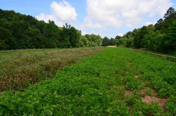 GFP Offers Free Food Plot Brood Mix