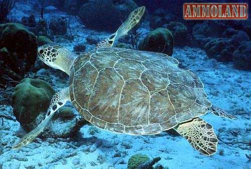 Green Sea Turtle