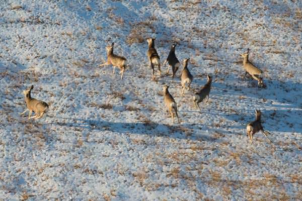 Pregnant Mule Deer Poached, Twins Found Dead in Arizona