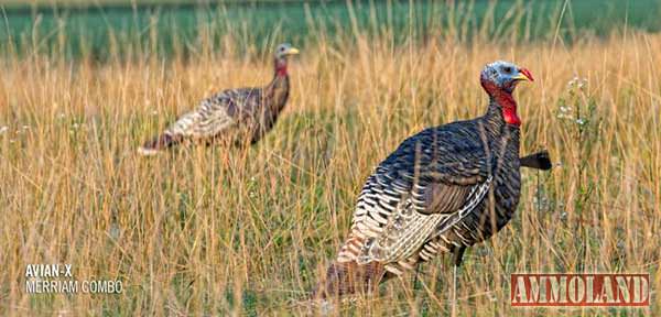 Turkey Decoys