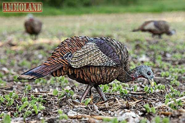 Go Spring! Pennsylvania Turkey Hunting Already Began, Going from April 15 - May 31