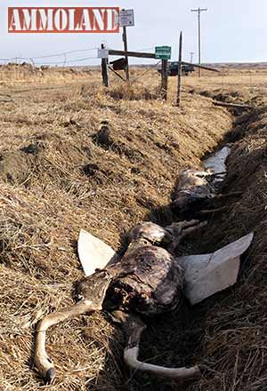 Wasted Deer in Montana