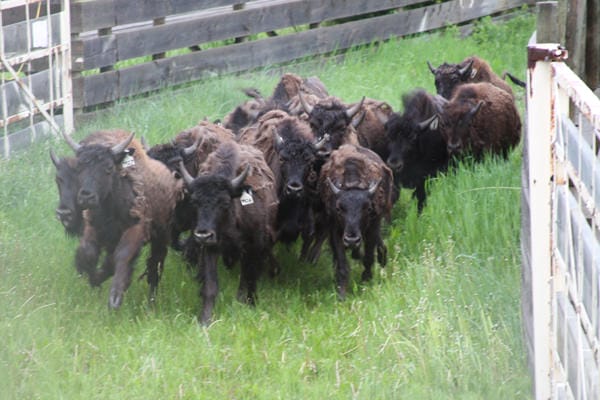 Reminder of Upcoming Bison Impact Study Hearings in Malta