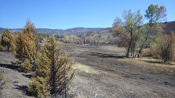 Land Managers Work to Limit Spread of Grasses After Fire on Oregon's Wildlife Area