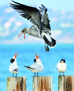 Arcata Photographer Wins Outdoor California Magazine's Annual Wildlife Photo Contest