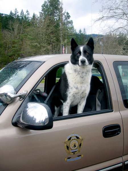 Washington's First Karelian Bear dog  Retiring After 12 Years of Service