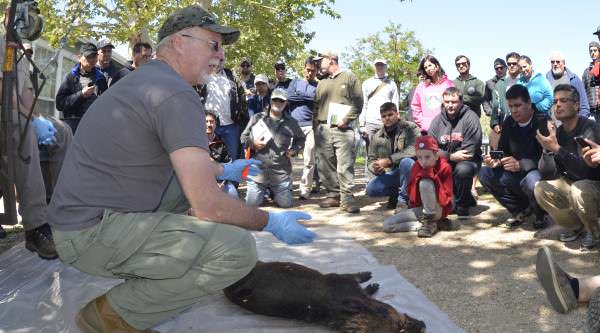 CDFW Offers a One-day Wild Pig Hunting Clinic in April